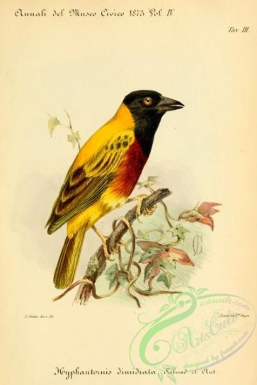 birds-44343 - 003-hyphantornis dimidiata