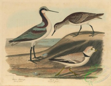 birds-44376 - 003-Wilsons Phalarope, phalaropus wilsonii, Piping Plover, charadrius melodus, Shinz's Sandpiper, tringa schinzii