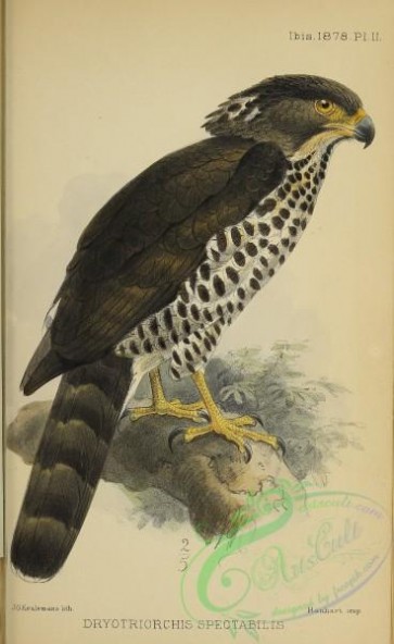 birds-44438 - 002-Congo Serpent-Eagle, dryotriorchis spectabilis