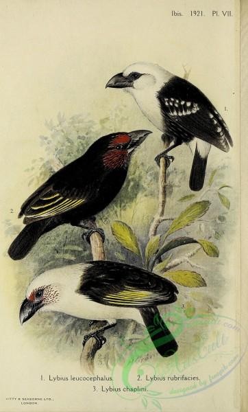 birds-44450 - 002-White-headed Barbet, lybius leucocephalus, Red-faced Barbet, lybius rubrifacies, Chaplin's Barbet, lybius chaplini