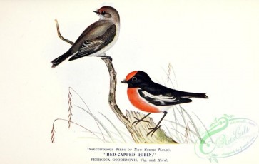 birds-44530 - 016-Red-capped Robin, petroeca goodenovii