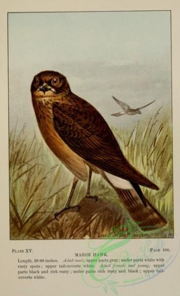birds-44776 - 015-Marsh Hawk