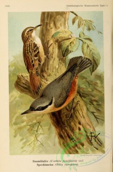 birds-44922 - 001-Eurasian Tree-Creeper, certhia familiaris, Eurasian Nuthatch, sitta europaea