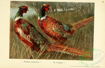 birds-44935 - 005-phasianus mongolicus, phasianus torquatus
