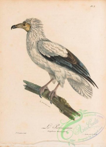 birds-45121 - 002-Egyptian Vulture, neophron percnopterus