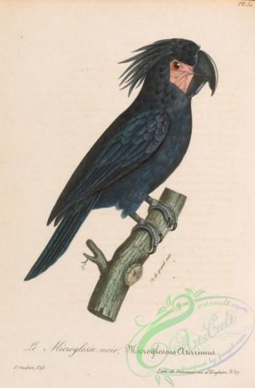 birds-45170 - 051-Goliah Aratii, microglossus aterrimus