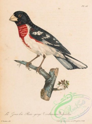 birds-45178 - 059-coccothraustes rubricollis