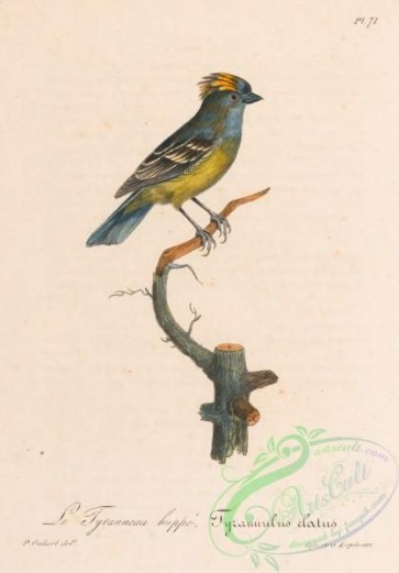 birds-45191 - 072-Yellow-crowned Tyrannulet, tyrannulus elatus