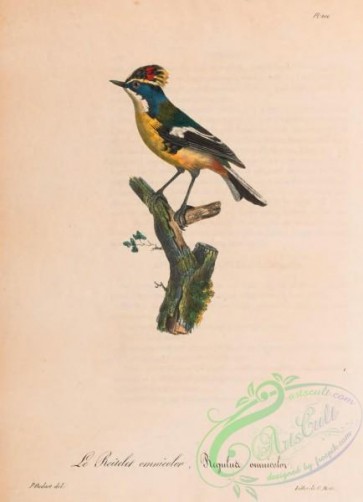 birds-45285 - 166-regulus omnicolor