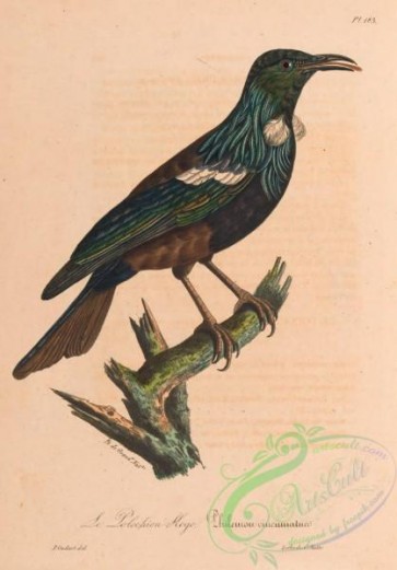 birds-45302 - 183-philemon cincinnatus