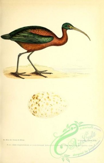 birds-45455 - 013-falcinellus igneus