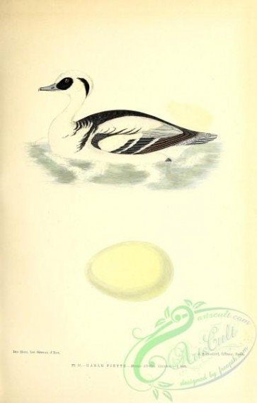 birds-45560 - 053-Smew, mergus albellus
