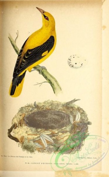 birds-45662 - 025-Golden Oriole, oriolus galbula