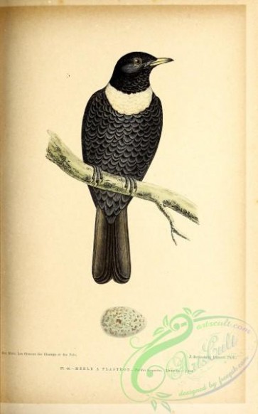 birds-45681 - 044-Ring Ouzel, turdus torquatus