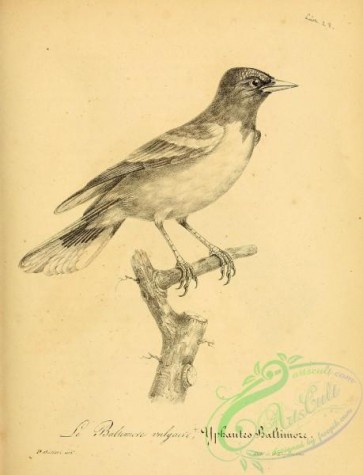 birds_bw-00467 - 175-yphantes baltimore