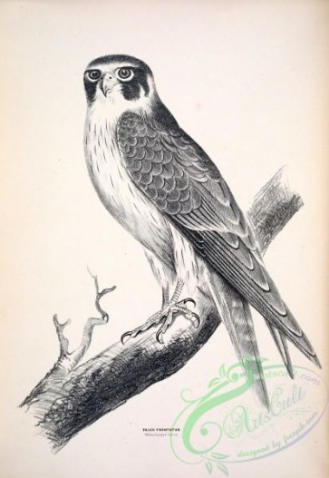 birds_bw-00960 - 005-White-fronted Falcon, falco frontatus