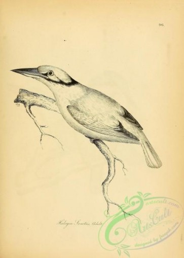 birds_bw-01793 - 041-Sacred Kingfisher [Sacred], halcyon sanctus