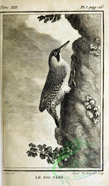 birds_bw-02427 - 009-Woodpecker