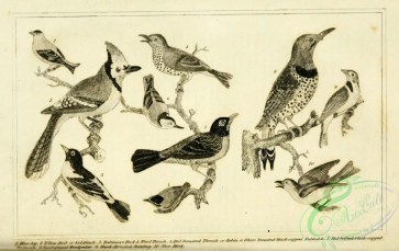 birds_bw-03822 - 016-Blue Jay, Yellow Bird or Goldfinch, Baltimore Bird, Wood Thrush, Red-breasted Thrush, Blue Bird, Gold-winged Woodpecker, Nuthatch