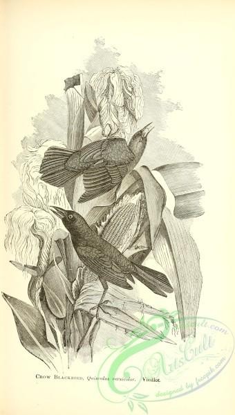 birds_bw-04342 - black-and-white 198-Crow Blackbird, quiscalus versicolor