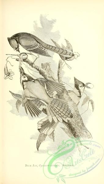 birds_bw-04345 - black-and-white 201-Blue Jay, cyanura cristata