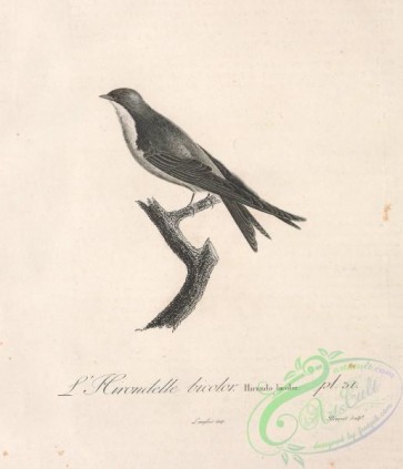 birds_bw-04733 - black-and-white 034-Tree Swallow, hirundo bicolor