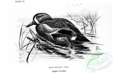 birds_bw-05002 - black-and-white 073-Blue-winged Teal