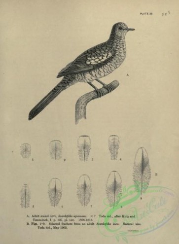 birds_bw-05011 - black-and-white 312-Scaled Dove, scardafella squamosa