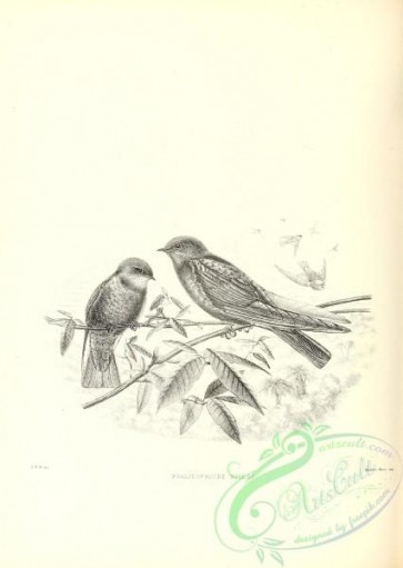 birds_bw-05108 - black-and-white 079-Square-tailed Sawwing, psalidoprocne nitens
