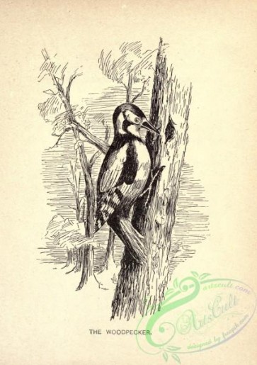 birds_bw-05181 - black-and-white 107-Woodpecker