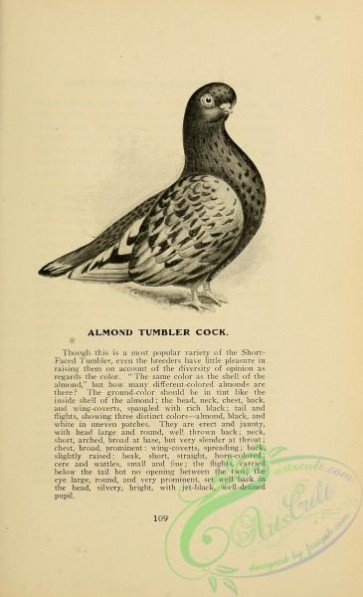 birds_bw-05201 - black-and-white 127-Almond Tumbler Cock Pigeon