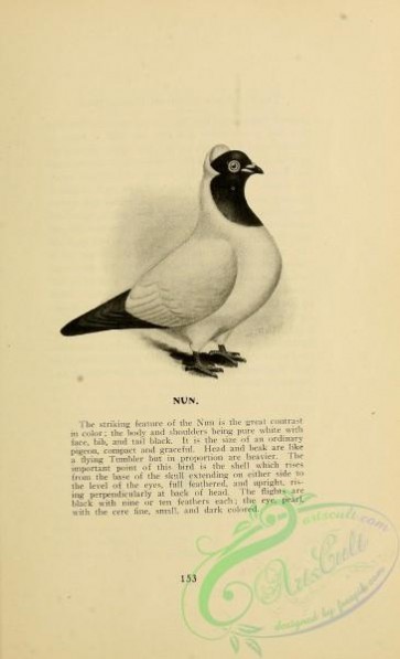 birds_bw-05208 - black-and-white 134-Nun Pigeon