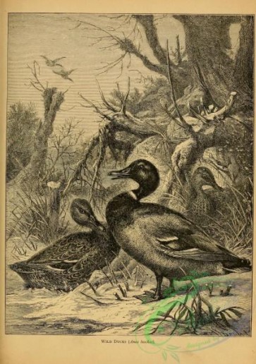 birds_bw-05215 - black-and-white 141-Wild Duck, anas boschas
