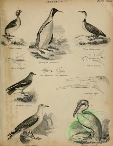 birds_bw-05232 - black-and-white 192-podiceps cornutus, aptenodytes patagonica, podoa surinamensis, procellaria pelagica, larus marinus