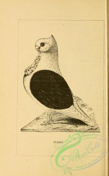 birds_bw-05259 - black-and-white 156-Turbit Pigeon