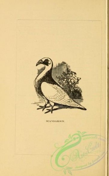 birds_bw-05266 - black-and-white 163-Scandaroon Pigeon