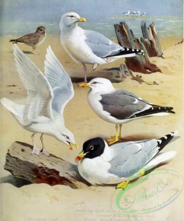 birds_by_thorburn-00030 - Iceland Gull, Herring Gull, Lesser Black-backed Gull, Great Black-headed Gull