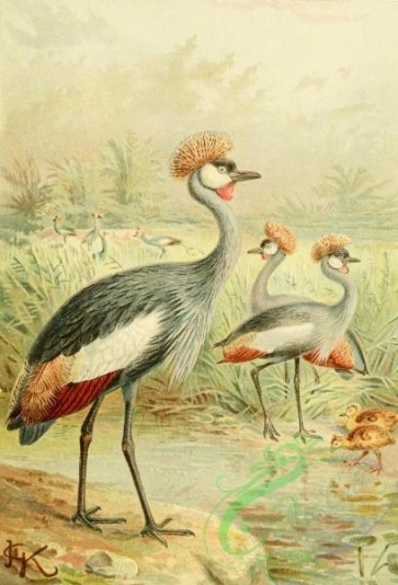 birds_full_color-00056 - East African Balearic Crane