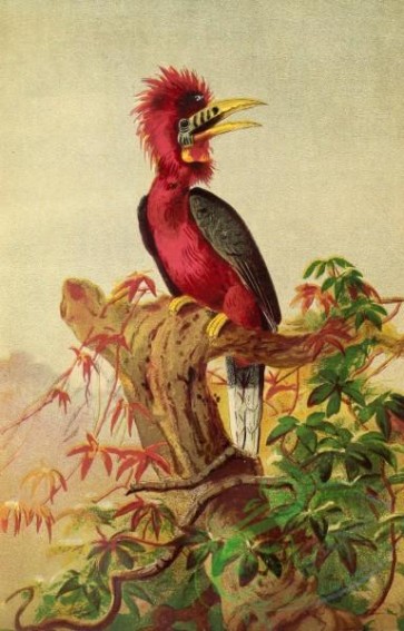 birds_full_color-00100 - Rufous-necked Hornbill, buceros nipalensis