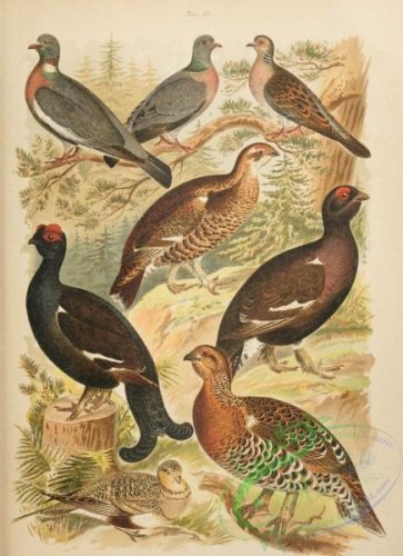 birds_full_color-01019 - 013-European Turtle Dove, Common Wood Pigeon, Stock Dove, Western Capercaillie, Eurasian Black Grouse, Pallas's Sandgrouse