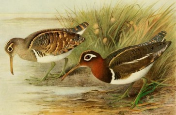 birds_full_color-01329 - Painted Snipe, rostratula capensis