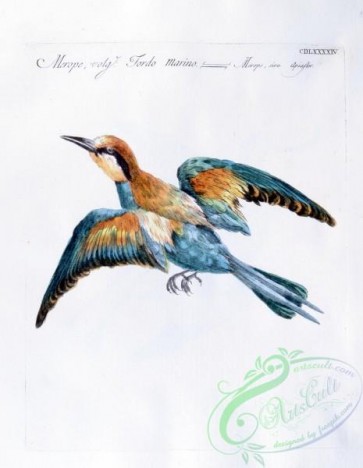 birds_in_flight-00012 - 014-European Bee-eater, merops apiaster
