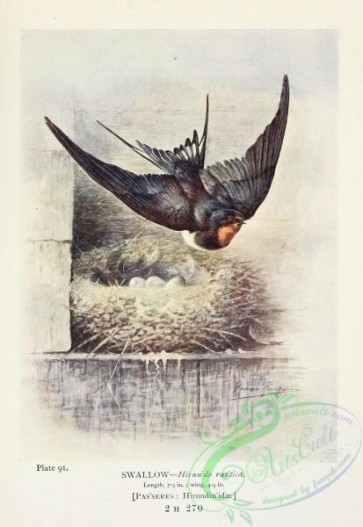 birds_in_flight-00071 - Swallow, hirundo rustica