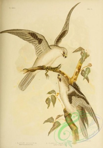 birds_in_flight-00446 - Black-shouldered Kite, Letter-winged Kite