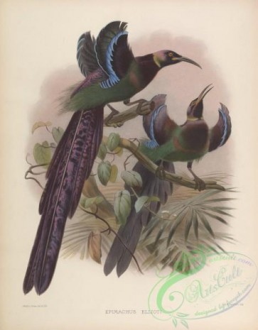 birds_of_paradise-00074 - epimachus ellioti
