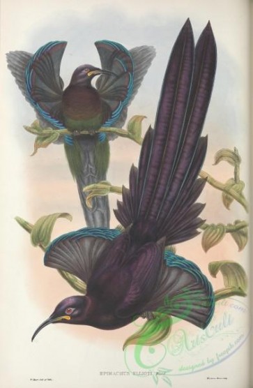 birds_of_paradise-00239 - epimachus ellioti
