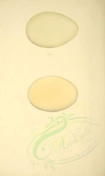 birds_parts_eggs-01148 - image [1978x3291]