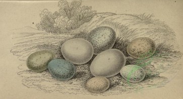 birds_parts_eggs-01281 - image [3534x1922]