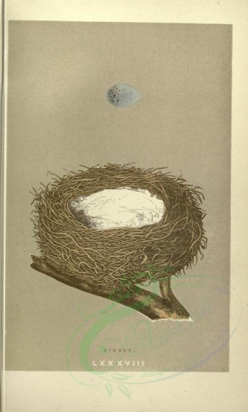 birds_parts_eggs-01441 - image [1700x2812]