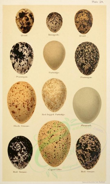 birds_parts_eggs-01663 - image [2139x3564]